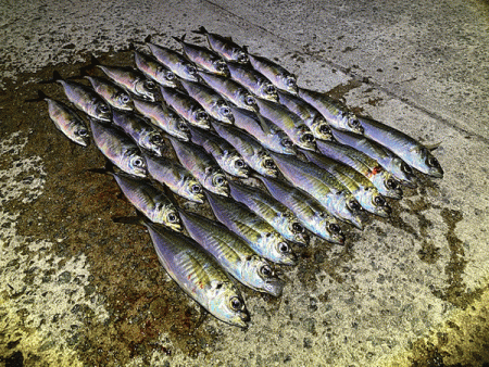 瀬戸内の島アジング（2020-26)