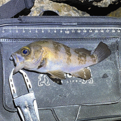 二見メバリング(2020-12)