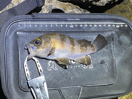 二見メバリング(2020-12)