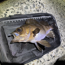 姫路で２０２０年釣り納めのメバリング(2020-13)