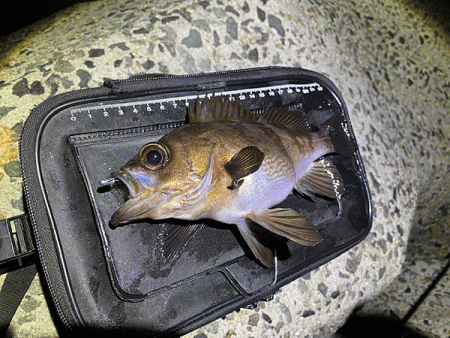 姫路で２０２０年釣り納めのメバリング(2020-13)