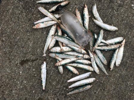 イワシ大漁100匹以上