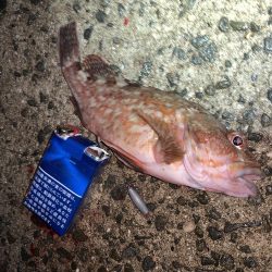 魅力的なガッシー！