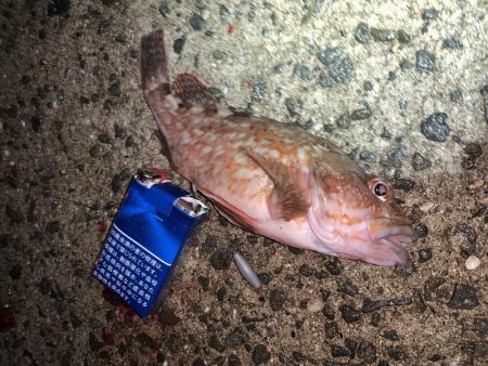 魅力的なガッシー！