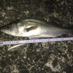 えー釣り納めになりました^_^