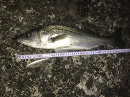 えー釣り納めになりました^_^