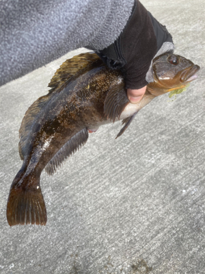 ちょっとイマイチなアイナメ