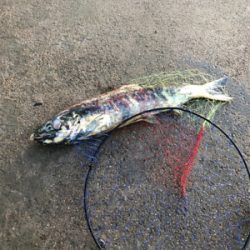 久しぶりの手取川