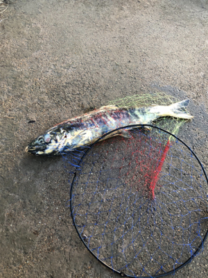 久しぶりの手取川