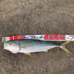 今日は釣ったるで！