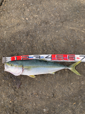 今日は釣ったるで！