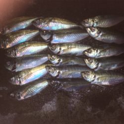尺アジ届かず
