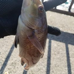 またコブ無し！