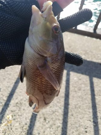 またコブ無し！