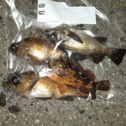 今日はメバリング