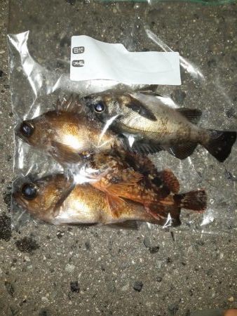 今日はメバリング