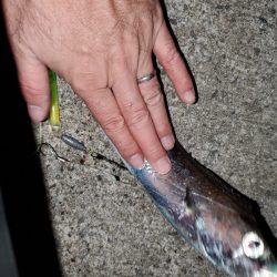 太刀魚はいずこ？