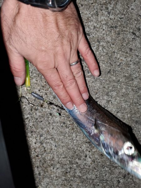 太刀魚はいずこ？