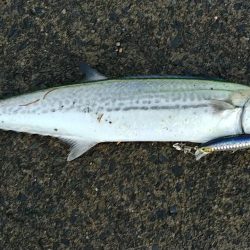 のんびりショアジギ&ガシリング