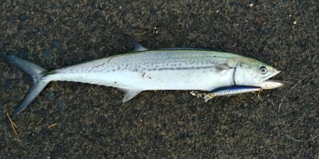 のんびりショアジギ&ガシリング