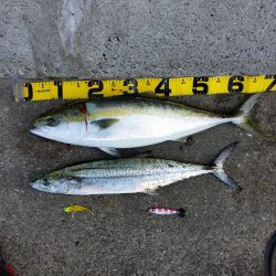 早朝プチsalt water game