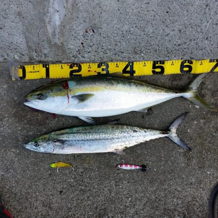 早朝プチsalt water game