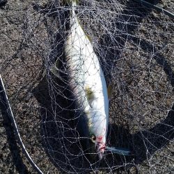 今年のハマチは美味