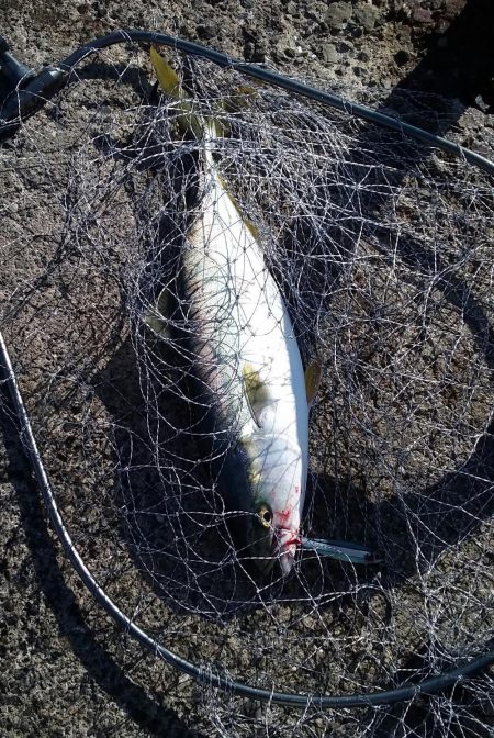 今年のハマチは美味