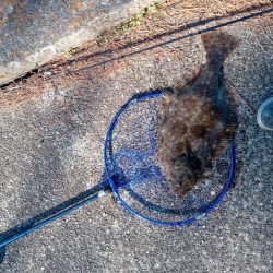 初ヒラメげっと