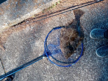 初ヒラメげっと