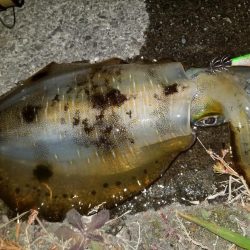 ナイトエギング