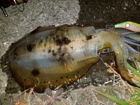 ナイトエギング