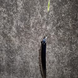 魚調査というよりは?