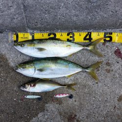 早朝プチsalt water game