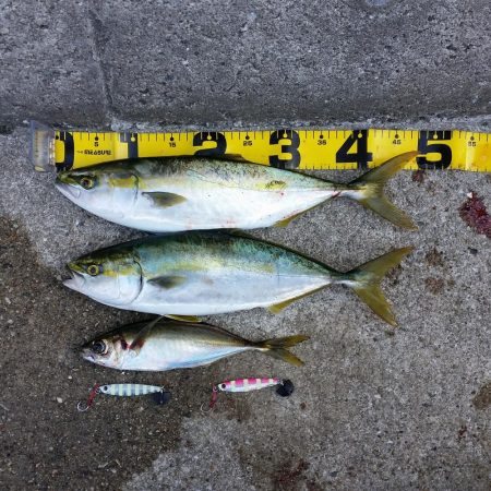 早朝プチsalt water game