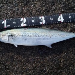 サゴッシング３