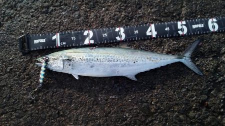 サゴッシング３