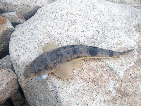 フラット狙いに行きました。