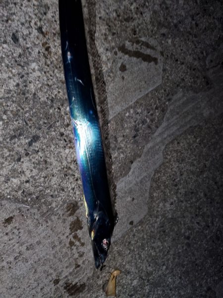 １日チャレンジ