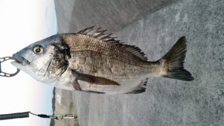 紀州釣りができず、慣れない浮きふかせに挑戦…