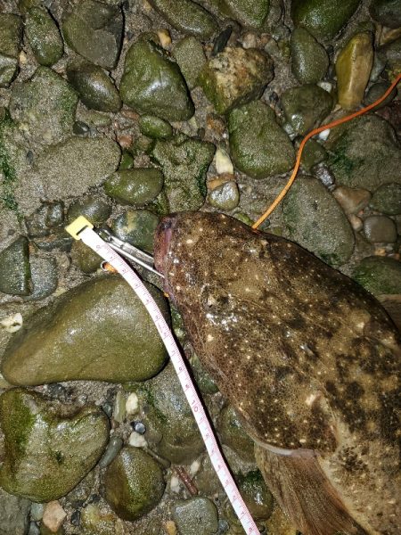 シーバス狙いが