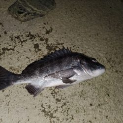 何でも釣れるやつ