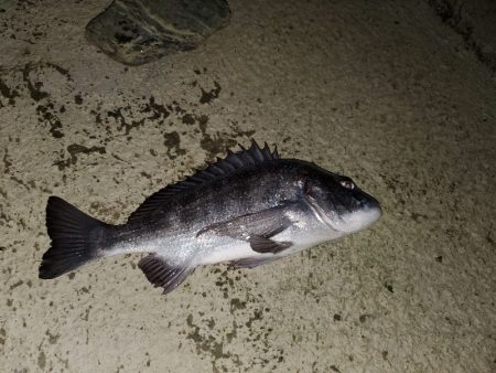 何でも釣れるやつ