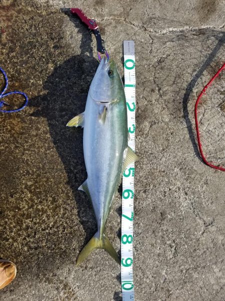 本年釣り収めのブリ、メジロ多数