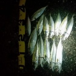 親子サビキ釣り