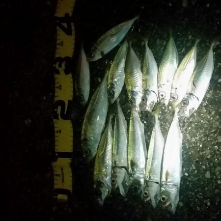 親子サビキ釣り