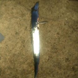 イワシパターンがハマりました