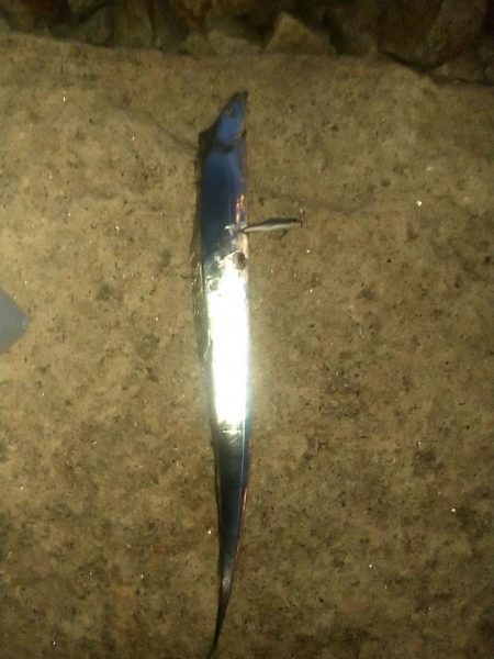 イワシパターンがハマりました