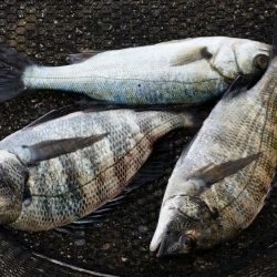 浮きふかせ釣りに挑戦