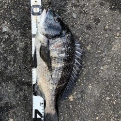 イチノ兄弟、釣果！